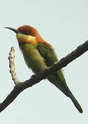 Chestnut-headed Bee-eater