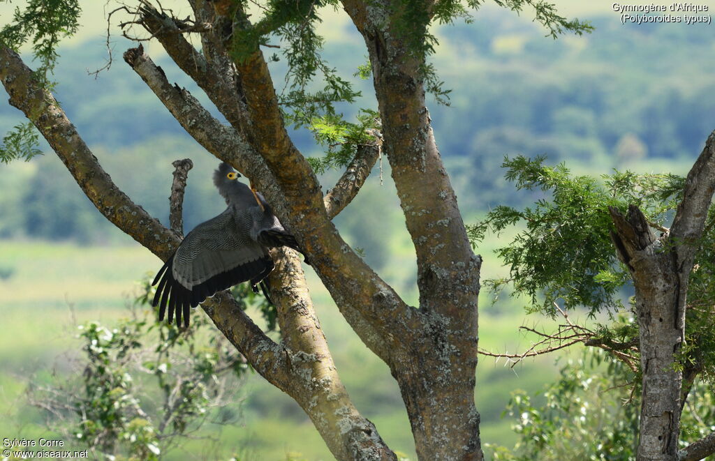 Gymnogène d'Afriqueadulte, pêche/chasse