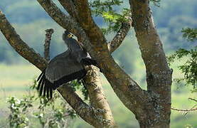 African Harrier-Hawk