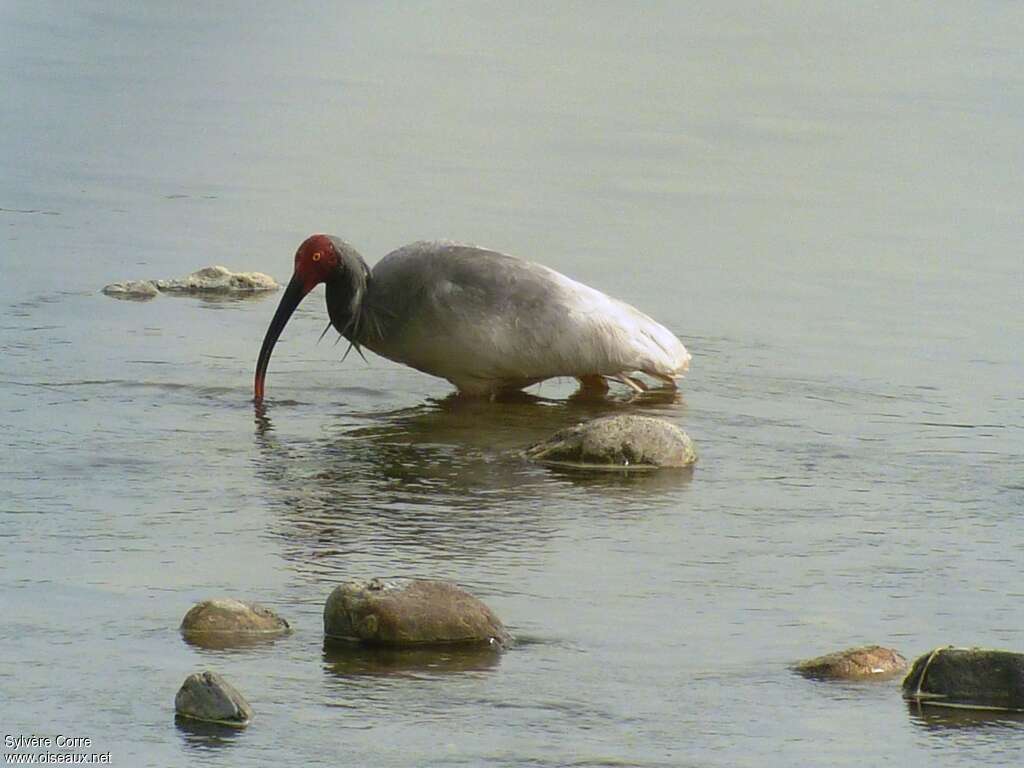 Crested Ibisadult