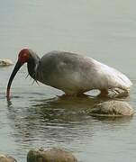 Crested Ibis