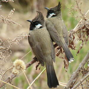 Bulbul à joues blanches