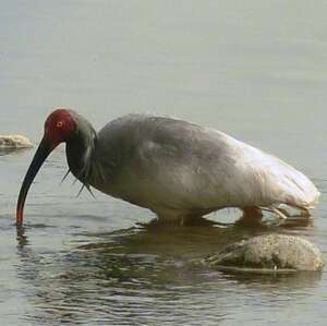 Ibis nippon