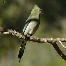 Ptilogon à longue queue