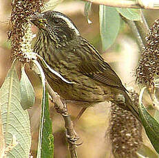 Roselin à ailes tachetées