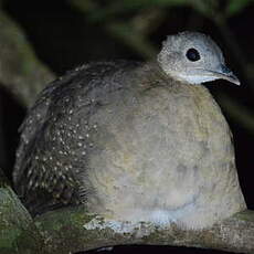 Tinamou à gorge blanche