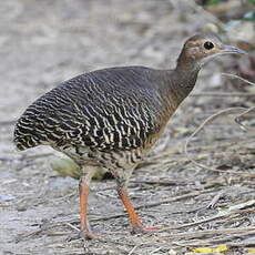 Tinamou cannelle