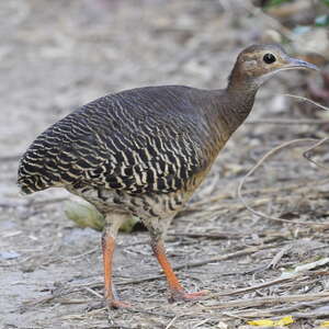 Tinamou cannelle