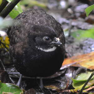 Tocro à poitrine noire