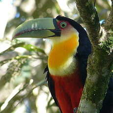 Toucan à ventre rouge