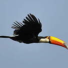 Toucan toco