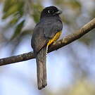 Trogon pattu