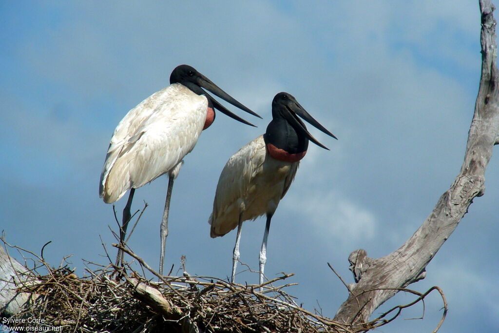 Jabiru adult