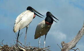 Jabiru