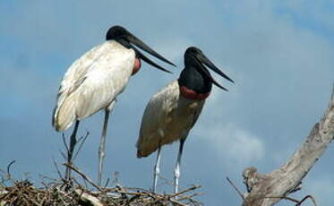 Jabiru d'Amérique