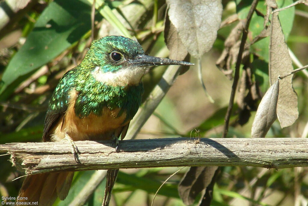 Rufous-tailed Jacamar male adult