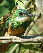 Rufous-tailed Jacamar