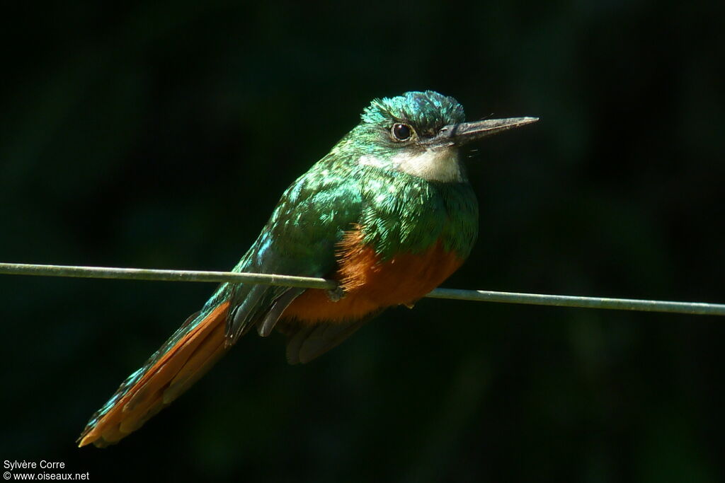 Rufous-tailed Jacamar male adult