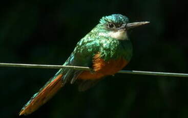 Jacamar à queue rousse