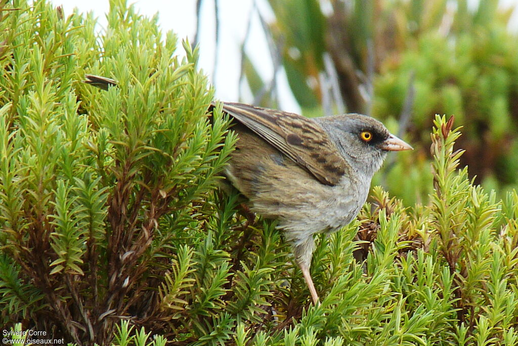 Volcano Juncoadult