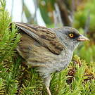 Junco des volcans