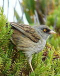 Junco des volcans