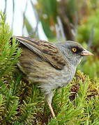 Volcano Junco