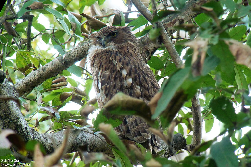 Brown Fish Owl female adult