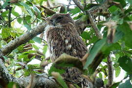 Brown Fish Owl