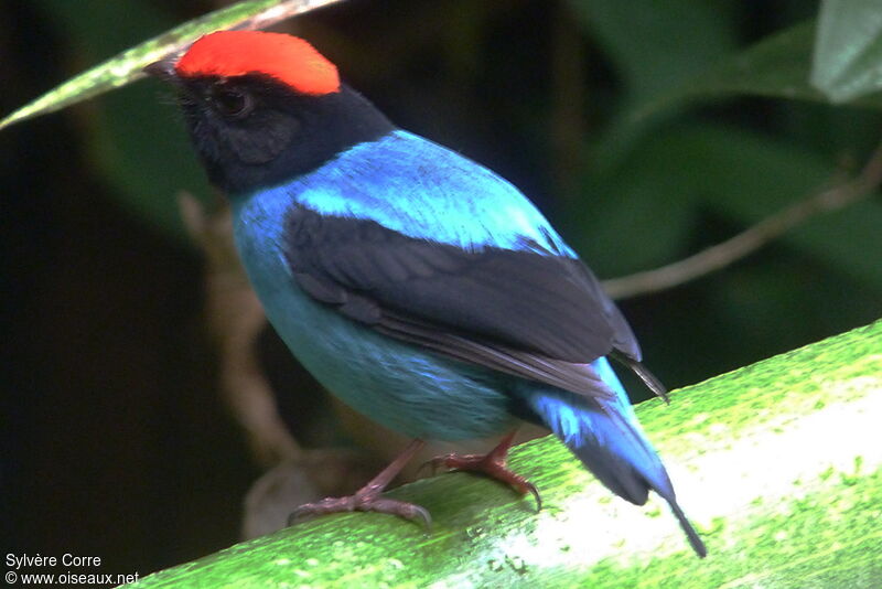 Blue Manakin male adult