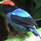 Manakin à longue queue