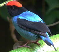 Blue Manakin