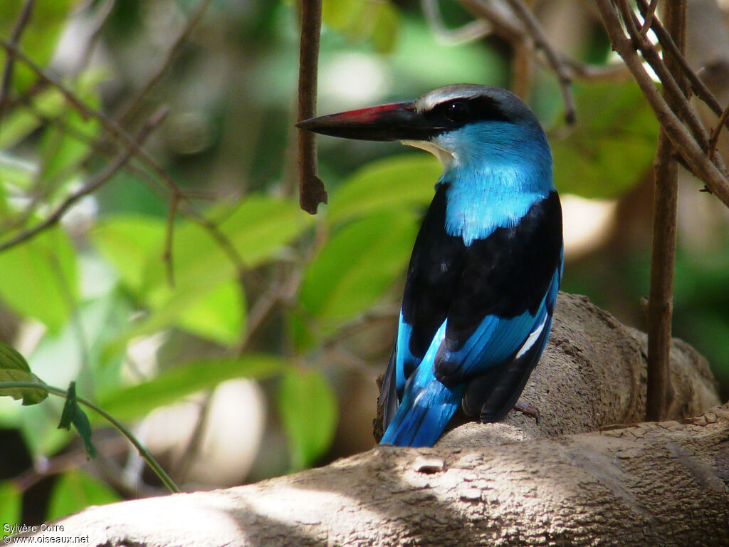 Blue-breasted Kingfisheradult