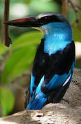 Martin-chasseur à poitrine bleue