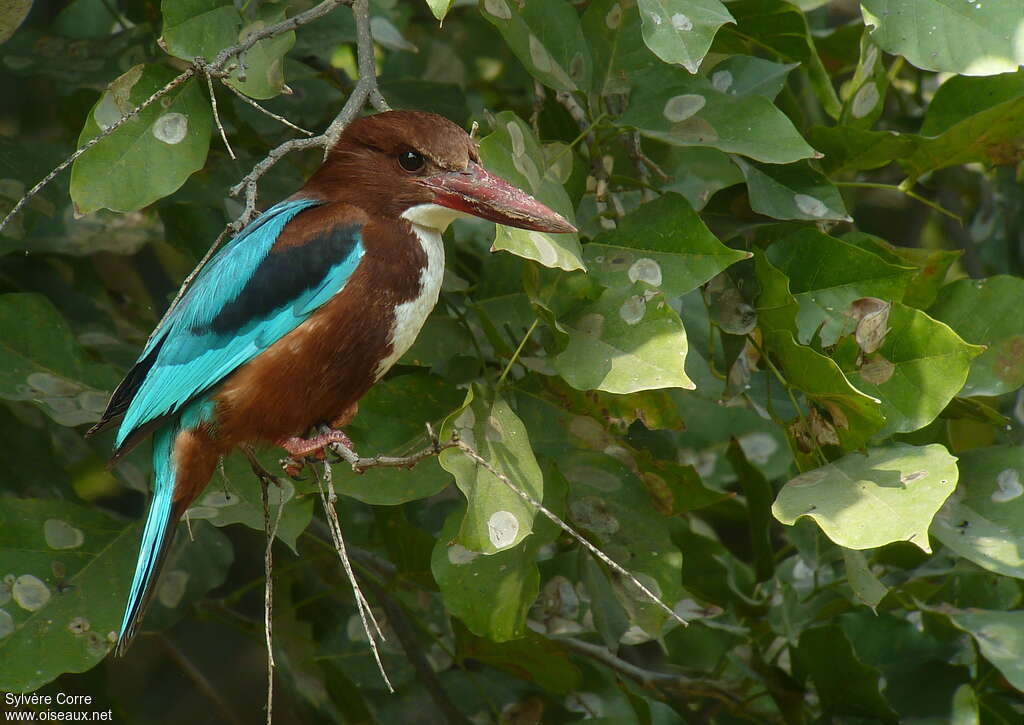 White-throated Kingfisheradult, identification