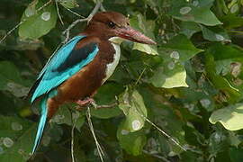 White-throated Kingfisher