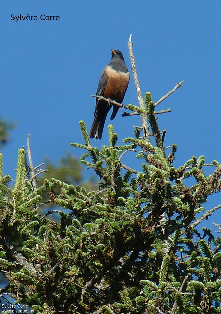 Kessler's Thrush