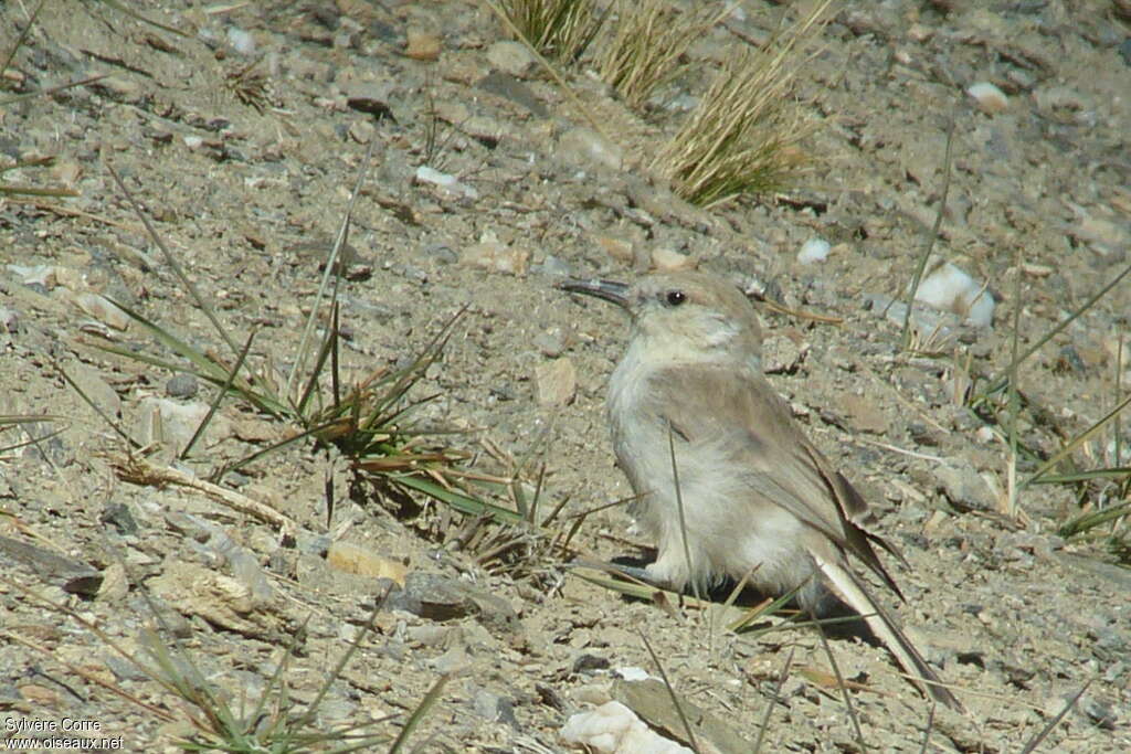 Ground Titadult, identification