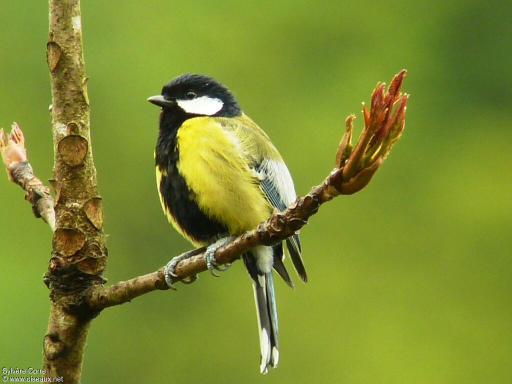 Mésange montagnarde mâle adulte