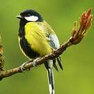 Mésange montagnarde