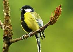 Green-backed Tit