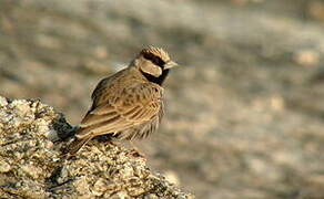 Ashy-crowned Sparrow-Lark