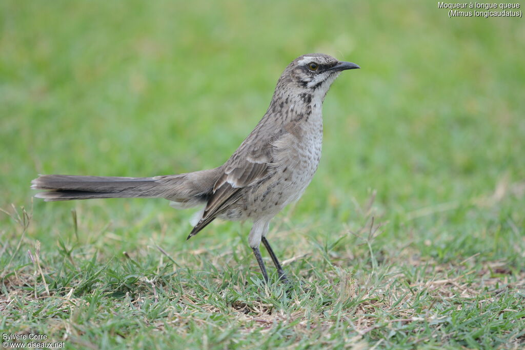 Long-tailed Mockingbird