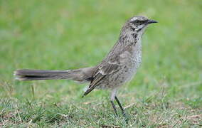 Long-tailed Mockingbird