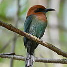Motmot à bec large