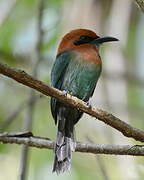 Broad-billed Motmot