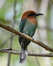 Motmot à bec large