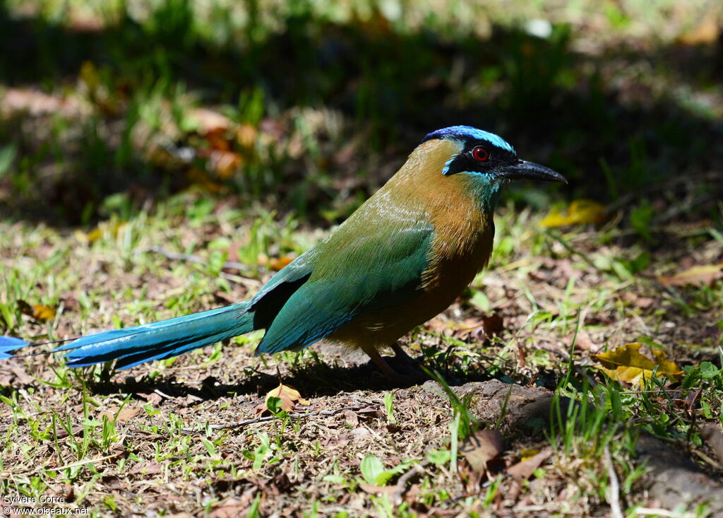 Motmot houtoucadulte