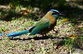 Motmot houtouc