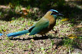 Amazonian Motmot